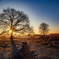 plaatopdeplank-WimV-Bussumse-Hei-s-morgens-vroeg-2-Febr