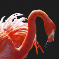 plaatopdeplank-anne-flamingo