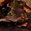 Ans-2-herfst