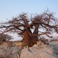 Bernadet-herfst-in-Botswana