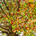Herfst-Thema-3-Martin-1