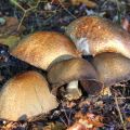 Herfst-Wim-W.-2-