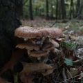 thema-3-herfst_hans_1