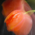 ICM-WimV-1-Tulp