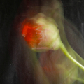 ICM-WimV-2-Tulp-in-knop