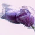 icm-yvonne-tulp
