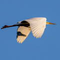 1_PF_Evert_04