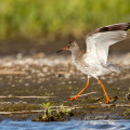 1_PF_Evert_07
